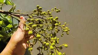 My Longan Tree Is Fruiting