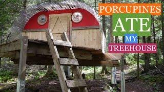 Porcupines Ate My Tree House/Cabin in VT! (with tree fort tour)