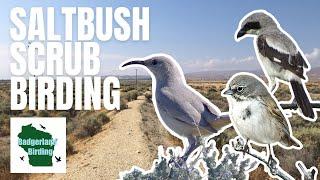 Birding in Unique Saltbush Scrub Habitat to Find a Secretive Species (LeConte's Thrasher)