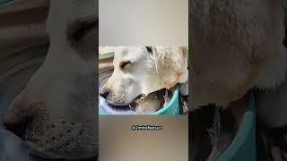 funny Dog compilation pt48 #amazingpets #dog #funnypuppy #funnydog #funny #adorabledog #funnypet