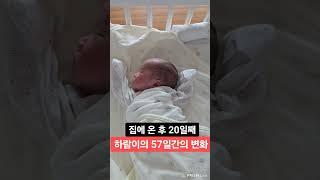 하람이의 57일간의 변화! 100일후에는? 너무 살찌웠나? 헉! #세쌍둥이 #염창동 #육아브이로그 #육아일기