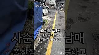 사순만보면 단장이란 모성애가#모정#빈예서 #길냥이 #재미로고양이 #고양이 #cat