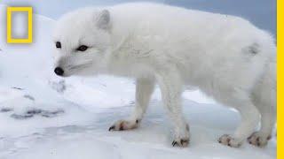 A Friendly Arctic Fox Greets Explorers | National Geographic