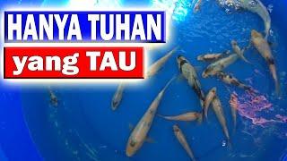 TATEGOI YANG LAYAK UNTUK KEEPING KOI