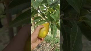 How To Make Mango Juice#mangojuice #mango #mangorecipe #foodlover-1x#shoorts #mangoicecream #food