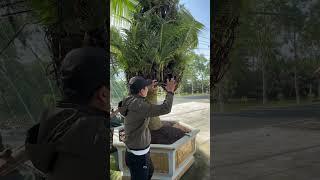 Cây dừa  độc lạ nhất việt nam #nguyễntoán #tintuc #shortsvideo #shortvideo #short