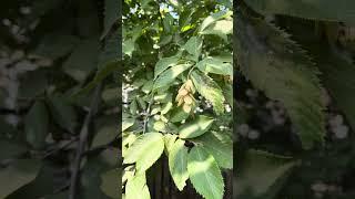 Hophornbeam / ironwood tree identification