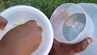 Squeaker,Squab and Chopped Garlic | Natural Remedies | Racing homer Pigeon