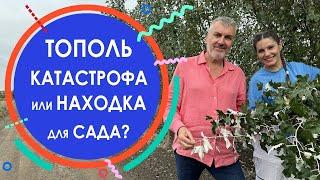 ТОПОЛЬ - катастрофа или находка для сада? Тополь, который НЕ ПРОВОЦИРУЕТ аллергию