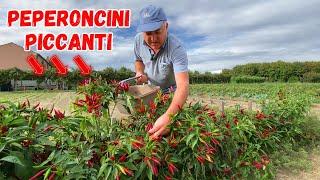 PEPERONCINI PICCANTI: la RACCOLTA a SCALARE