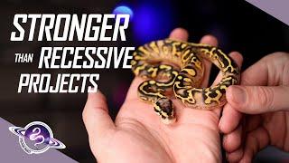 Stronger than Recessive Morphs?! | Ball Python Breeding | #ballpython #snake #reptiles