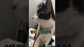 남다른삼이예의#고양이 #cat #개냥이 #냥병원#재미로고양이