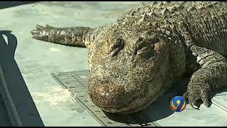 GATOR FOUND: How did a gator get into Lake Wylie?