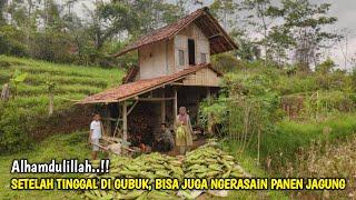 Wow... Setelah Memilih Tinggal di Gubuk Pinggir Hutan, Akhirnya Bisa Merasakan Hasil Bercocok Tanam