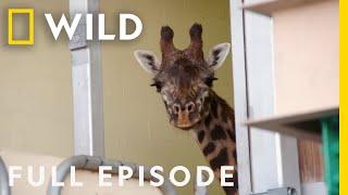 Giraffe Gets a Pedicure (Full Episode) | Magic of Disney's Animal Kingdom