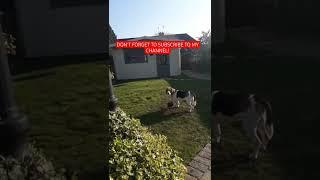 Angry beagle?  #shorts #dogbarking #beagle #beaglepuppy #beaglelife #beagles #doglover #dogperson