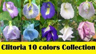 My Aparajita 10 rare Colors Collection - Sangupoo - Clitoria ternatea - Aparajita - Butterfly pea.