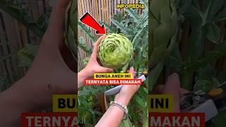 Bunga Unik Yang Bisa Dimakan | INFOPEDIA