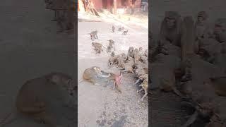 Mahabinayak tample video monkey 