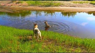 Поход с собаками в лес. Собрал грибы.