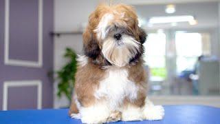 5 MONTH OLD SHIHTZU PUPPY, FIRST GROOMING ️️