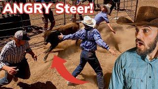 Roping a Lost Calf on Horses! [2/3]