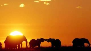 3 HOURS Best Relaxing Music | Africa | Shaman | Background, Relax, Sleep, Study, Meditatio