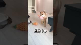 난 하루종일도 할 수 있어 시바