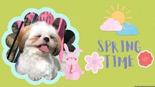 It's Spring time! | Chase the Shih Tzu Playing in the Backyard | Spring Series