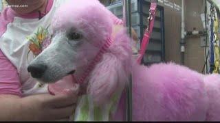 Cherry Blossom Festival's pink poodles get pampered