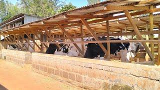 A young Man Making millions through Dairy farming:Episode2-Best cow shed design for your dairy farm