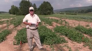 PennState Tomato Plot 10