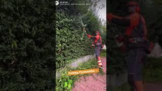 Cutting Pyracantha hedge 🪚️