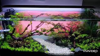 Aquascaping - Finding Your Own Style I Day 4