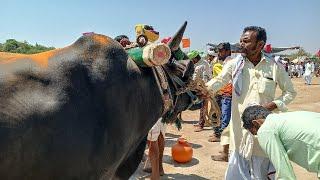 navalkal general bulls race 6va kadi sirwar raichur dist Karnataka