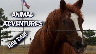 Animal Adventures - Hay Day!