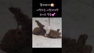 강아지가 정말 사랑하는 사람에게만 보이는 행동 #shorts #반려견 #dog #강아지 #dogshorts #멍심보감 #귀여운강아지 #댕댕이 #cutedog