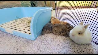 LIVE Bunny Cam! Baby Lop Bunnies 