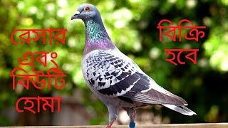 Racing Homer Pigeon Price in Bangladesh | Racer pigeon in Bangladesh |