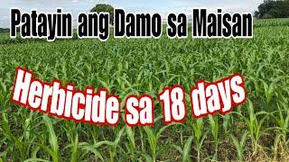 Gawing Minsanan ang Spray ng Pamatay Damo sa Mais || Indications that soil is fertile