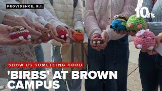 Brown University students are all-in on crochet 'birbs' popping up all over campus