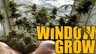 Autoflower Cannabis Window Grow - From Seed to Harvest