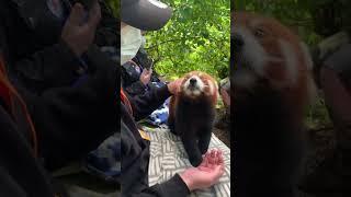 Feeding Red Pandas