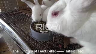 Rabbit Feed Pellet Machine, What Are the Raw Materials of Rabbit Feed?