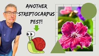 Bush Snails in Streptocarpus Pots? More Pests to Deal with! 🫣