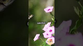 Ruby-Throated Hummingbirds Are BACK In the River Realm
