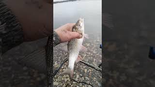 Всем спасибо за 3 года что вы были со мной!!! #fishing #2024 #feederfishing #рыбалка