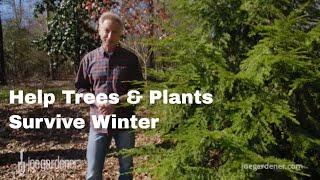 Helping Trees and Plants Survive Winter