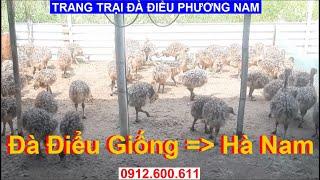 Đà Điểu Giống Chuyển Giao Hà Nam, PHUONG NAM TV, Trang Trại Đà Điểu Phương Nam