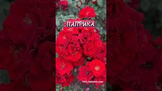 Роза ПАПРИКА. #иринанаумова #розыиринынаумовой  #розыирины  #розапаприка #розы #розывсаду  #rose